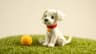 AI Claymation Image Generator icon